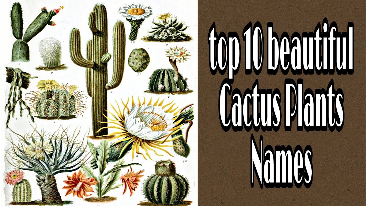 Beautiful Desert Plants With Names