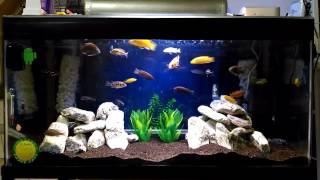 My Malawi Cichlid Tank