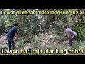 GAK NYANGKA TIBA-TIBA BERTEMU LAWAN DARI ULAR KING COBRA DI KEBUN SAWIT