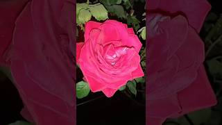 Grow Your Roses With This Hack #shorts #viral #trending #rose #tiktok