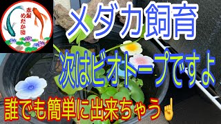 ［赤髪めだか団］メダカ飼育　次はビオトープですよ。誰でも簡単に出来ちゃう