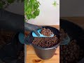 bougainvillea plant repotting to a larger pot growing bougainvillea indoor