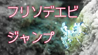 子供フリソデエビのジャンプ【バリ島ダイビング】Harlequin shrimp, Tulamben, Bali