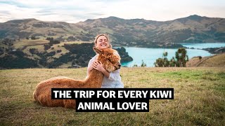 Shamarra Alpacas: The trip for every Kiwi animal lover