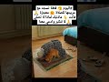 اليوم 🤧 قطة تسجد مع مربيتها للصلاة 😭 معجزة 🙏 فأنت 👆 ماذنبك لماذا لا تصلي 🙏 لا تتكبر وادعي معنا