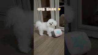 #귀여움한도초과 #몽이 #귀여운 #dog #멍멍이 #vlog #cutedog #daily #happy #shorts #short #reels #vlog #쇼츠 #브이로그