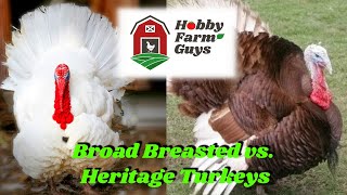 Heritage Breed vs. Broad Breasted Turkeys: Which Is Right For You?