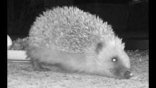 Somerset Hedgehogs - Just a one hog show last night