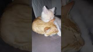 Mxtube Net Adek Sikat Kakak Lagi Tidur Tiktok Ngewe Mp4 3gp Video Mp3 Download Unlimited Videos Download
