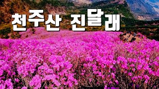 남녁소식 진달래 군락지 천주산 풍경에 취한 날~ 들산나물 공부도 함께 ~ 🌱😙