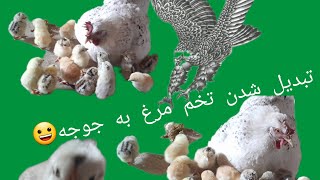 تخم مرغ ها رو مرغ توی ۲۰ روز جوجه کرده😀