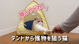 【かわいい子猫】狩猟本能？がまだあった猫【Hunting instinct? The cat that was still there】