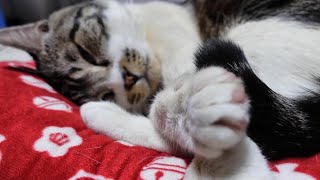 パチパチ言いながら寝る猫リキちゃん☆眠気を誘う癒しの猫の寝息【リキちゃんねる・猫動画】Cat video　キジ白猫のいる暮らし