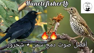 أفضل صوت صباحي وللمغيب لصيد السمن، دمج صوت سمن + شحرور Best Mix SongThush+blackbird #birds #hunting