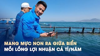 Cách nuôi lạ: Mang mực non ra giữa biển, mỗi lồng lợi nhuận cả tỉ/năm