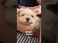 엄마 품이 제일됴아 🐶