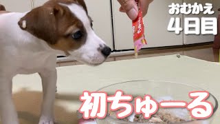 ジャックラッセルテリアの子犬【なのは】お迎え4日目『初めてのちゅーる』