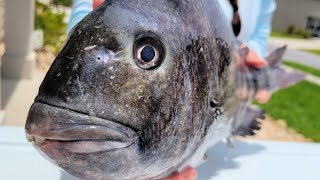 Can You Catch Big Sheepshead In The Summer?