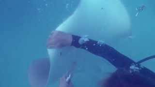 Кормление скатов, Sting ray feeding, Maldives