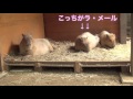 カピバラ　どっちがどっち？　大宮公園小動物園