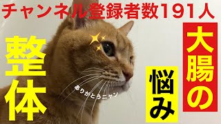 【犬猫専門整体】便秘下痢軟便、大腸炎、大腸ガンを予防する整体。