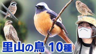 ジョウビタキ登場！冬の里山は鳥がいっぱい♪【野鳥撮影vlog】