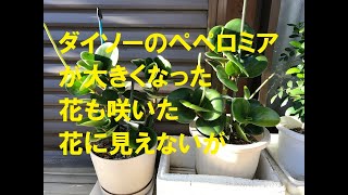 ダイソーのペペロミアが大きくなった 花も咲いた 花に見えないが