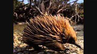 endangered animals.wmv