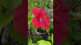 #beautiful  #flowers #hibiscus #manjusumantvlogs