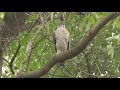 20210124 府平公園鳳頭蒼鷹 – 愛愛完的公鳳頭 1