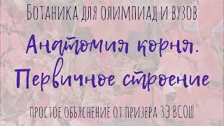 Первичное строение корня / Понятная анатомия растений для олимпиад по биологии и студентов ВУЗов