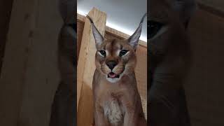 Большой Шипун , Каракал Эрос.Greater Caracal shows a grin. #caracal #каракет #каракал