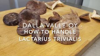 How to handle Lactarius Trivialis before selling them to Dalla Valle´s purchase points