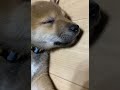 しっぽに黒柴パパの遺伝子が可愛く入ってる仔犬のチノ😊 柴犬 仔犬 遺伝子