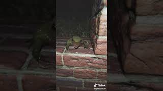 turned frog video into a horror 😅 | LIGHTS ARE OFF TIKTOK