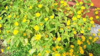 Yellow Creeping Wedelia Tree (Sphagneticola trilobata)