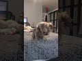 did you say sweet potatoes 🤣 adorable reaction yorkies viralshort funnyshorts