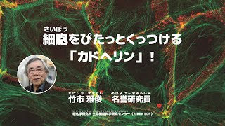 細胞をぴたっとくっつける「カドヘリン」！