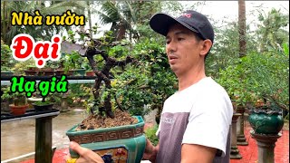 Xả hàng cây cảnh bonsai mi ni đại hạ giá -​⁠@Bayxunau