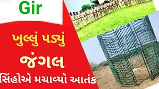 ગીર મા એક તરફ વનકર્મીઓ ની હડતાળ તો બીજી તરફ સિંહો એ મચાવી દીધો આતંક #Forest #Gir #Somnath #Andolan