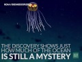 scientists discover stunning jellyfish