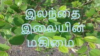 இலந்தை இலையின் மகிமை|Elantha pazham leaf jujube Benefits