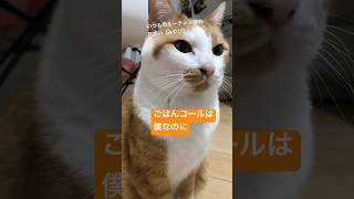 【ごはん】って言おうと思ってたのに　 #cat#鳴き声#meow #catlover#猫のいる暮らし