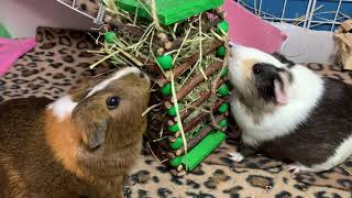 The best toy for guinea pigs from  Oxbow, Cannoli \u0026 Chestnut love it.