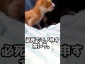 絶叫しながら落下していく子猫がかわいかった。　 shorts