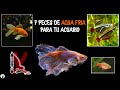 Top 7 PECES DE AGUA FRÍA para TU ACUARIO | ¡SIN CALENTADOR! | AcuariosLP