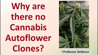 Why are there no cannabis Autoflower clones