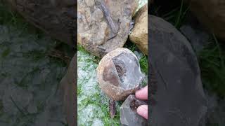 Fossil nodule opened to reveal Hildoceras Ammonite #shorts #fossils #nodule #fossilcollecting