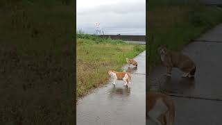 雨にも負けない猫のしたたかさ #ねこ #雨 #song  #びびり #のら猫