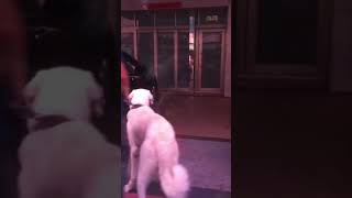 #中亞牧羊犬 蒞臨鹿和訓犬學校